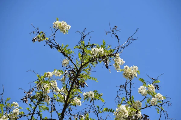 White Flowers Apple Tree Spring Season — Stockfoto