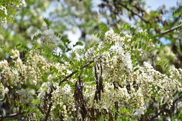 White Flowers Apple Tree Spring Season — Stock Photo, Image