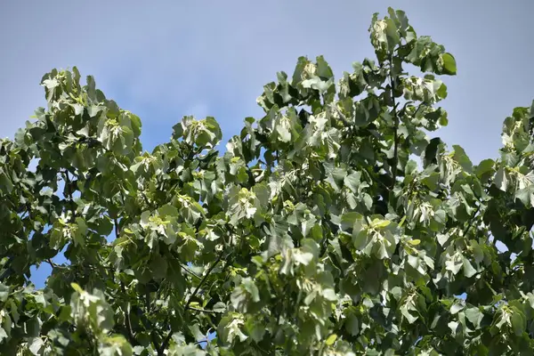 Закрыть Зеленые Листья Дереве — стоковое фото