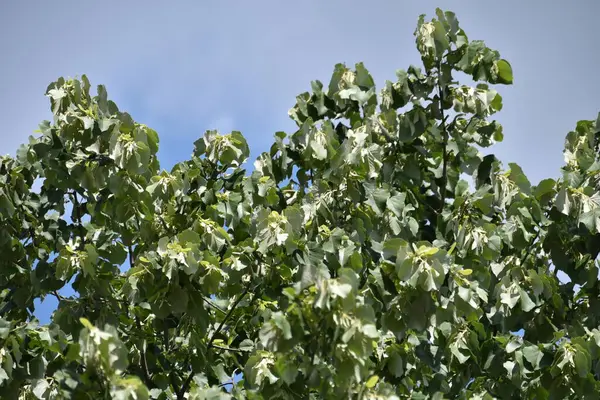 Gros Plan Des Feuilles Vertes Sur Arbre — Photo