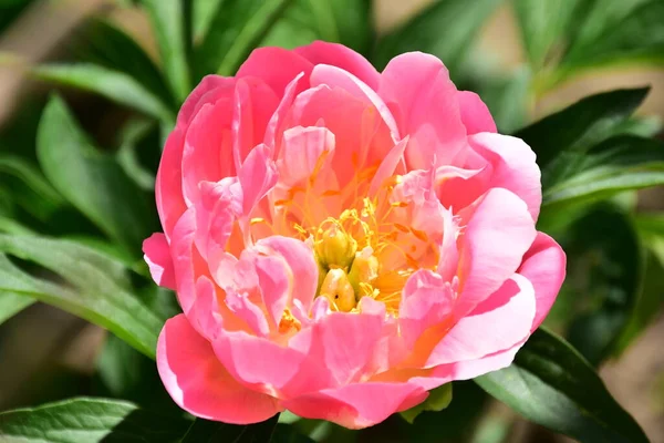 庭の豪華なピンクの花 — ストック写真