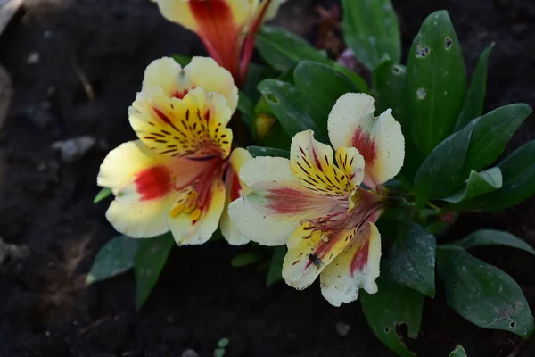 Vackra Blommor Trädgården — Stockfoto