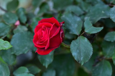 Bahçede büyüyen güzel kırmızı gül
