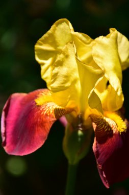 Bahçede büyüyen güzel iris çiçekleri, yaz konsepti.