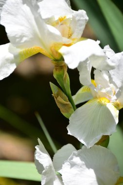 Bahçede büyüyen güzel iris çiçekleri, yaz konsepti.