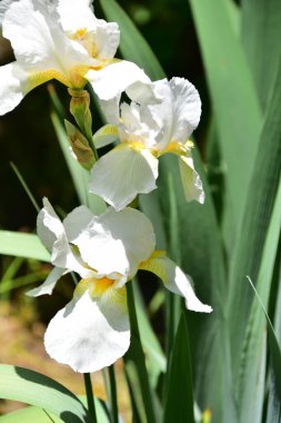 Bahçede büyüyen güzel iris çiçekleri, yaz konsepti.