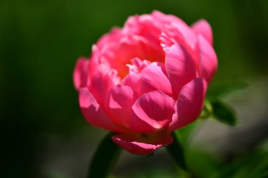 Bahçedeki güzel pembe şakayık çiçeği