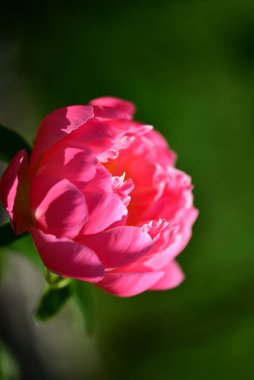 Bahçedeki güzel pembe şakayık çiçeği