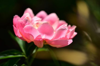 Bahçedeki güzel pembe şakayık çiçeği