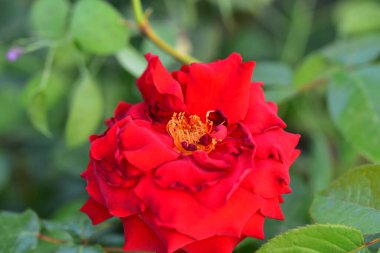 Bahçedeki güzel kırmızı gül