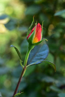 Bahçedeki güzel kırmızı gül