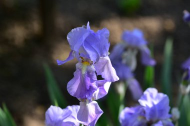 Bahçede yetişen güzel çiçekler, yaz konsepti.