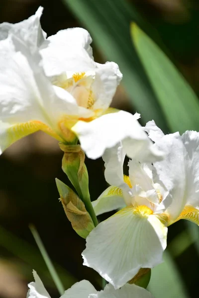 Belles Fleurs Iris Poussant Dans Jardin Concept Été — Photo