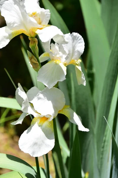 Bahçede büyüyen güzel iris çiçekleri, yaz konsepti.