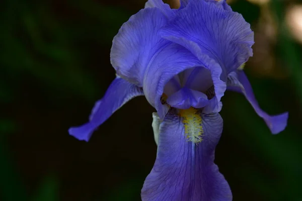 庭で育つ美しい紫の花 — ストック写真
