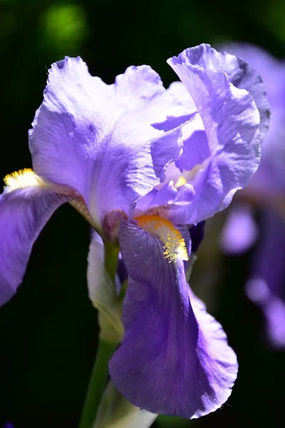 Vackra Lila Blommor Som Växer Trädgården — Stockfoto