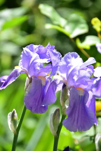 Mooie Paarse Bloemen Groeien Tuin — Stockfoto