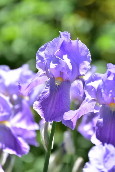 Hermosas Flores Púrpuras Creciendo Jardín —  Fotos de Stock