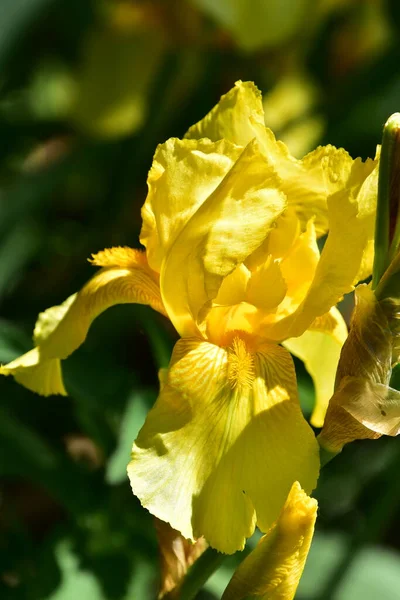 Bahçedeki güzel sarı çiçekler