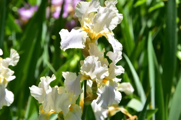 Bahçede büyüyen güzel iris çiçekleri, yaz konsepti.