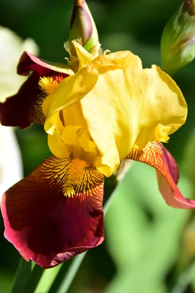 Bahçede büyüyen güzel iris çiçekleri, yaz konsepti.