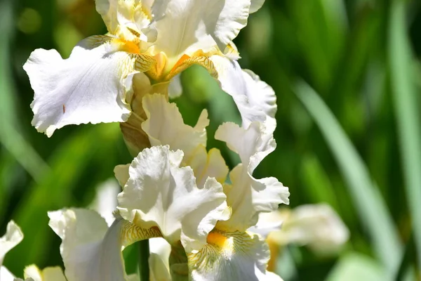Belles Fleurs Iris Poussant Dans Jardin Concept Été — Photo