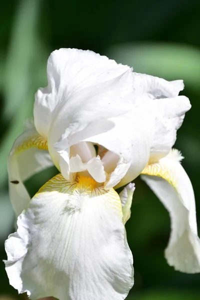 Hermosas Flores Iris Creciendo Jardín Concepto Verano — Foto de Stock