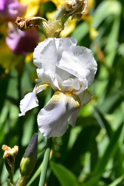 Bahçede büyüyen güzel iris çiçekleri, yaz konsepti.
