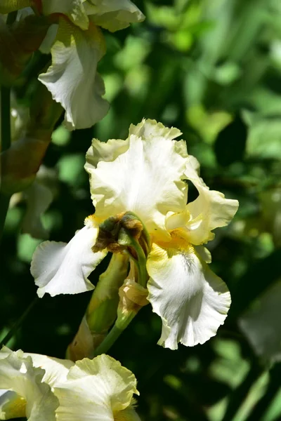 Schöne Irisblüten Die Garten Wachsen Sommerkonzept — Stockfoto