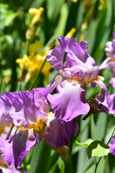 Bahçedeki güzel mor çiçekler
