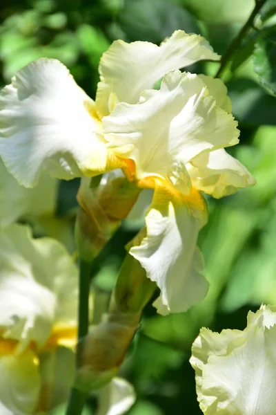 Mooie Iris Bloemen Groeien Tuin Zomer Concept — Stockfoto