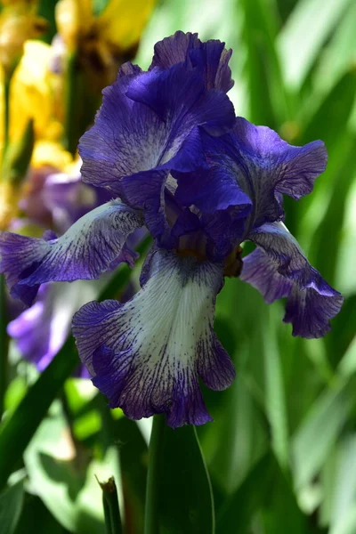 bahçede büyüyen güzel mor çiçekler