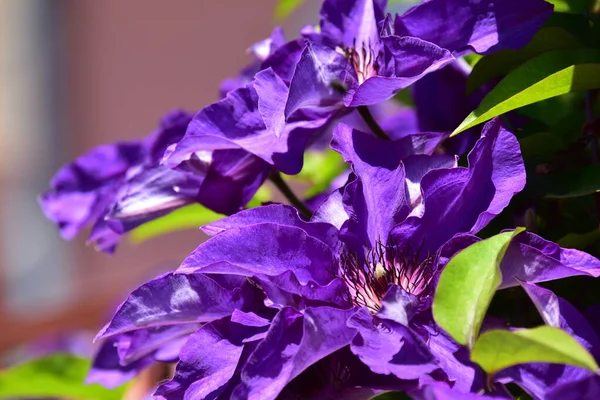 Schöne Lila Blumen Die Garten Wachsen — Stockfoto