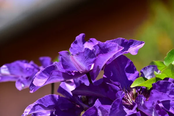 Piękne Fioletowe Kwiaty Rosnące Ogrodzie — Zdjęcie stockowe
