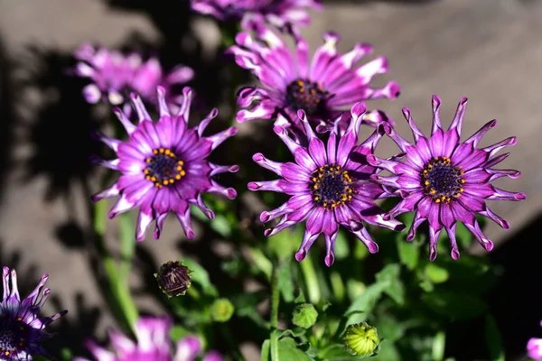 Beautiful Purple Flowers Growing Garden — Stock Photo, Image