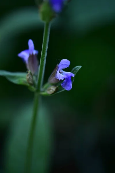 Krásné Fialové Květy Zahradě — Stock fotografie