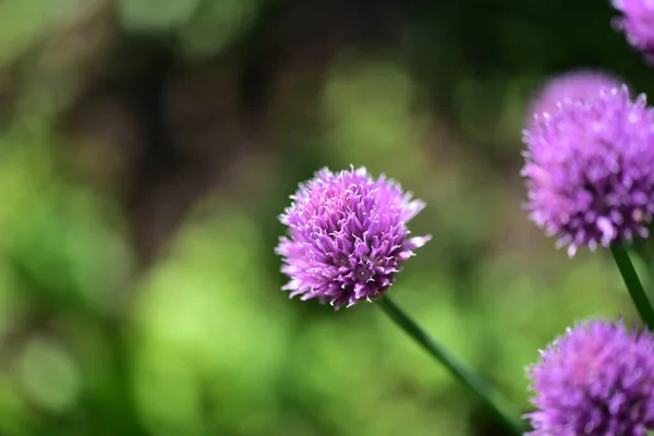Schöne Lila Blumen Die Garten Wachsen — Stockfoto