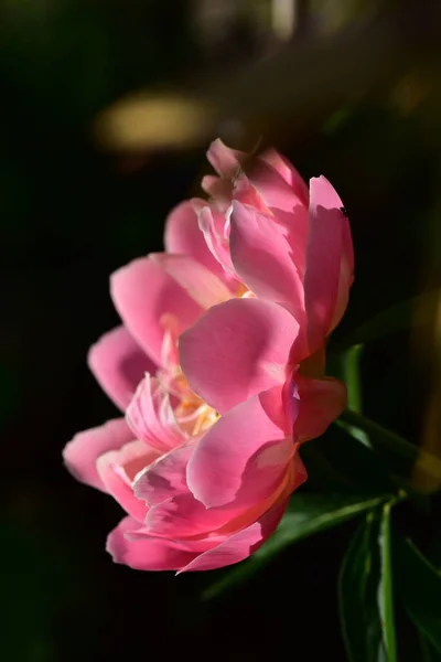 Indah Bunga Peony Merah Muda Taman — Stok Foto