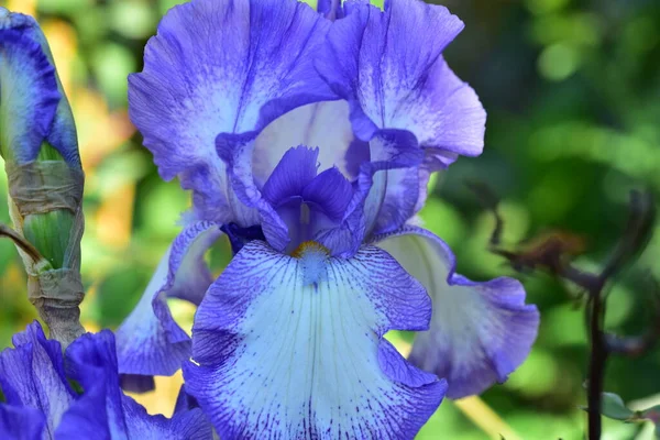 Bahçede yetişen güzel çiçekler, yaz konsepti.