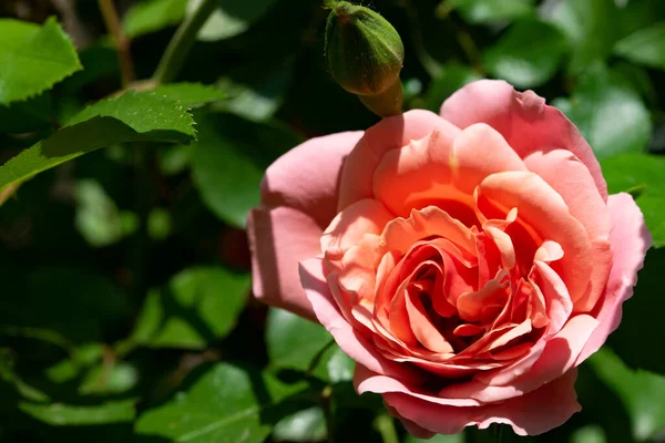 Hermosa Flor Rosa Creciendo Jardín —  Fotos de Stock