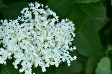 Bahçede büyüyen beyaz çiçekler