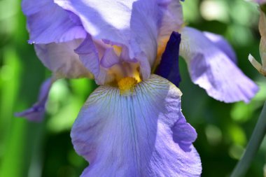 Bahçedeki çok güzel rengarenk bahar çiçekleri.
