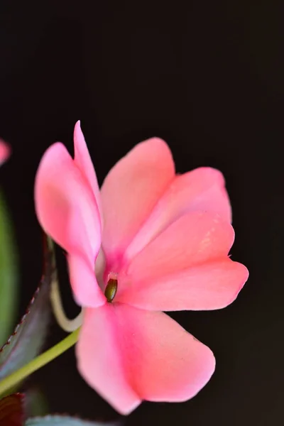 Πολύχρωμα Ανοιξιάτικα Λουλούδια Στον Κήπο Κοντά — Φωτογραφία Αρχείου