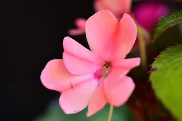Very Nice Colorful Spring Flowers Garden Close — Stock Photo, Image