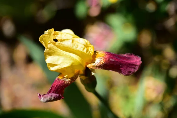 Erstaunliche Gelbe Blumen Garten — Stockfoto