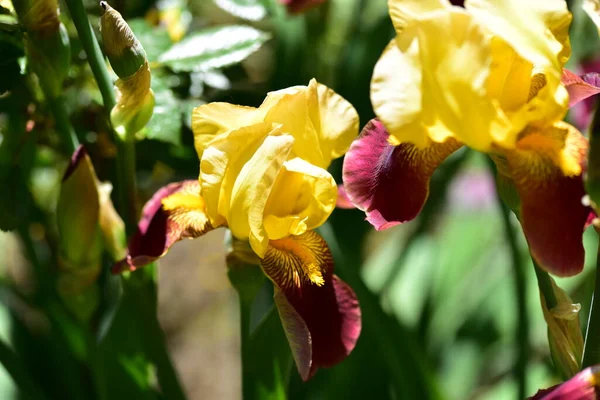 Fleurs Jaunes Étonnantes Dans Jardin — Photo