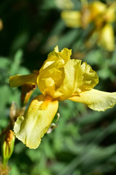 Erstaunliche Gelbe Blumen Garten — Stockfoto