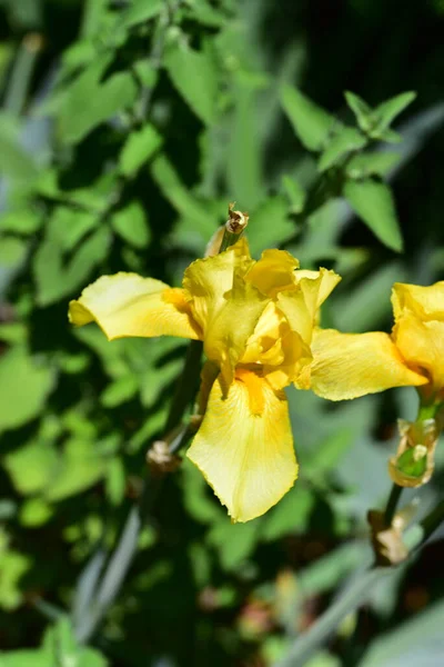 Удивительные Желтые Цветы Саду — стоковое фото