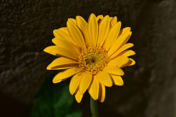 黄色のガーベラの花を間近で見ることができ — ストック写真