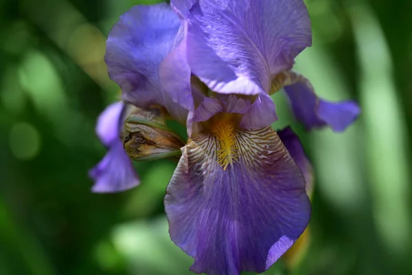 Belles Fleurs Poussant Dans Jardin Concept Été — Photo